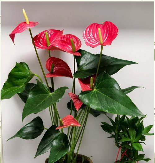象征着圆满的爱情的花是什么？客厅盆栽寓意爱情的花有哪些？