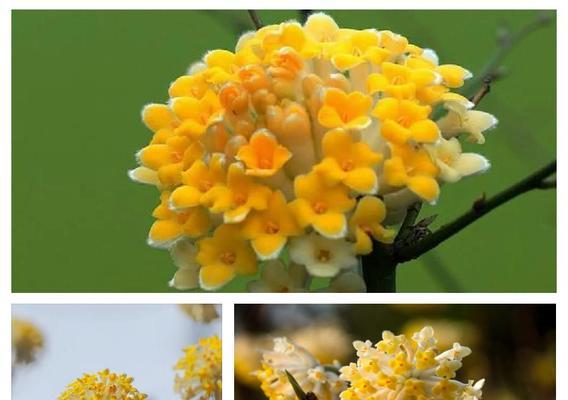 哪种花象征爱情的终结？象征爱情死亡的花有哪些？