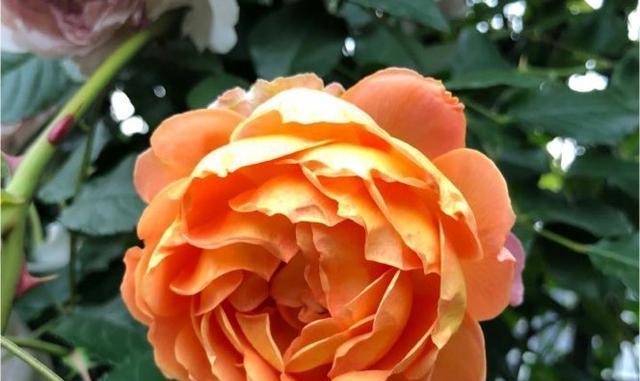 橙色月季花象征着什么？