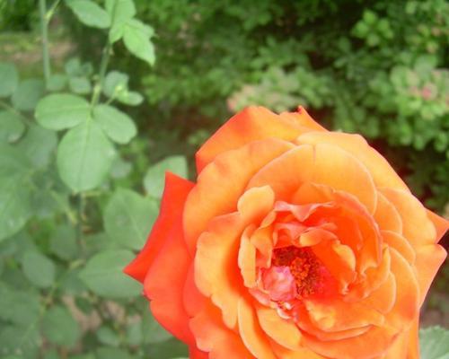 橙色月季花象征着什么？