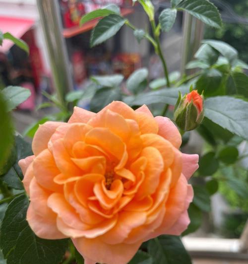 橙色月季花象征着什么？