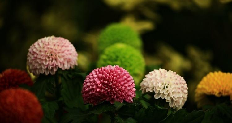 哪些花象征着平安团圆？平安团圆花的寓意是什么？