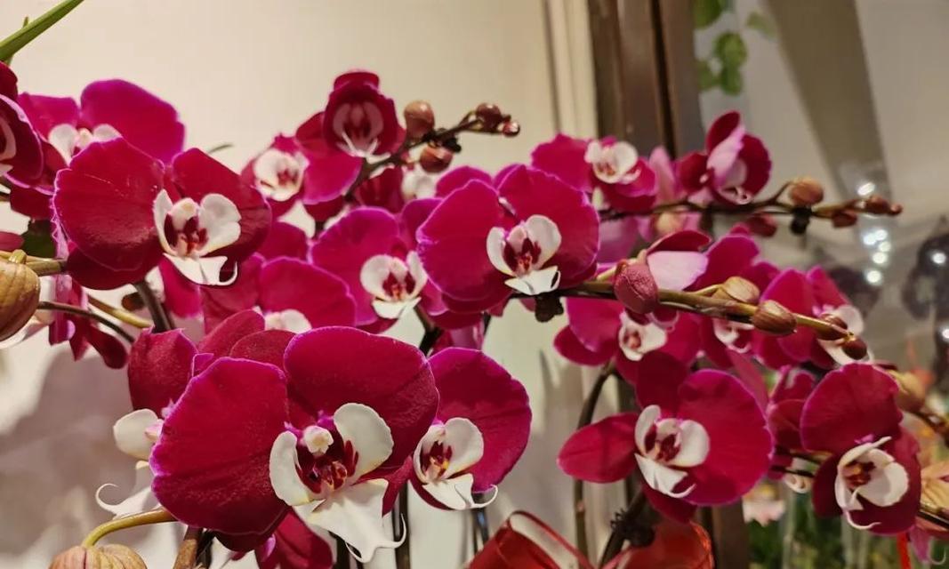 过年送长辈什么花最合适？花卉的寓意和祝福是什么？