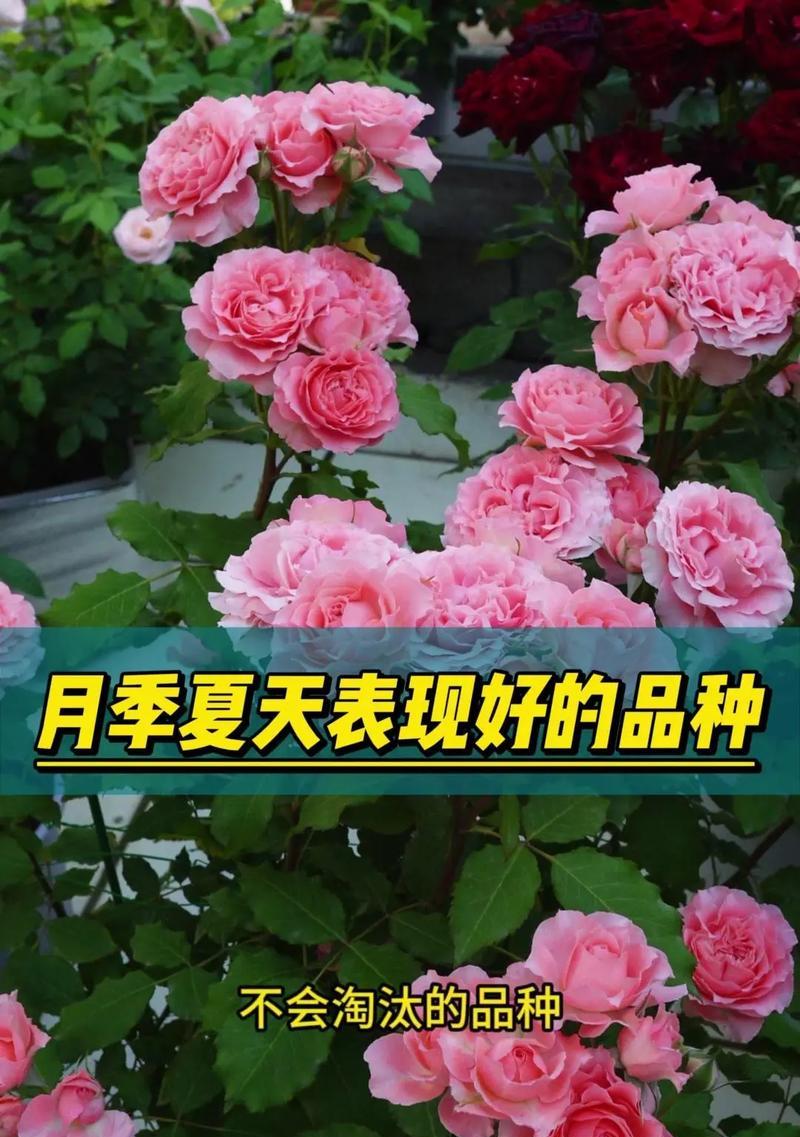 月季花的颜色与含义是什么？月季花有哪些颜色的寓意？