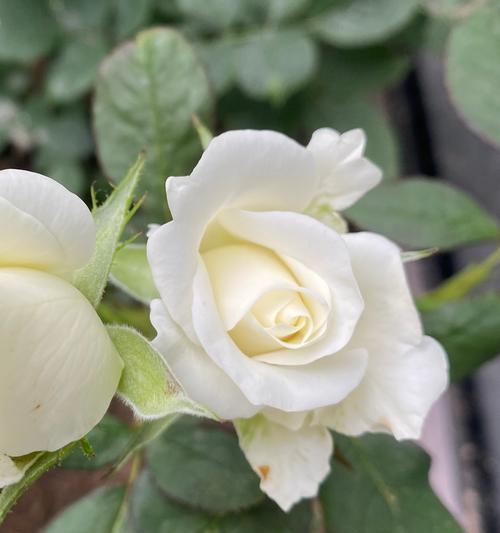 月季花的颜色与含义是什么？月季花有哪些颜色的寓意？