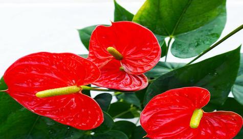 哪种花寓意平安顺利发财？它的花语是什么？