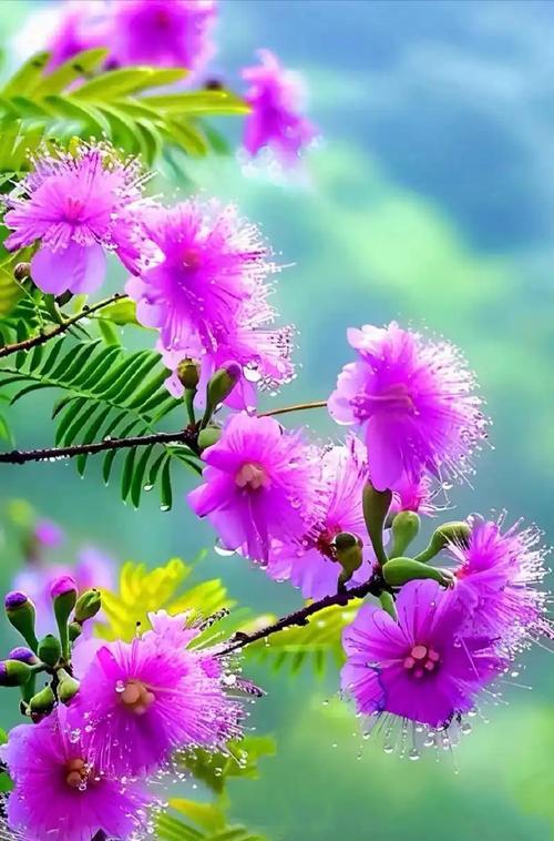 寓意爱情的花成语有哪些？它们各自代表什么意思？
