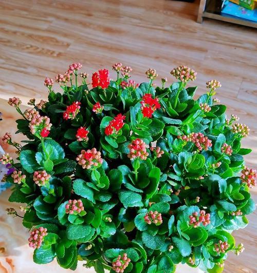 绿色花的含义是什么？