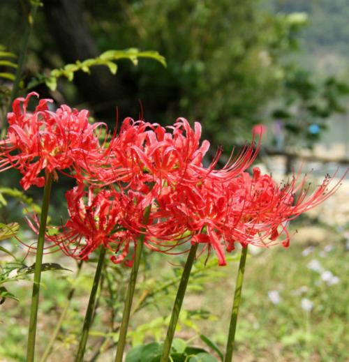 哪种花象征虐恋的爱情？