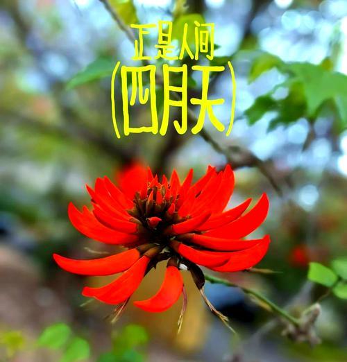 桐花节的来历和寓意是什么？桐花节庆祝什么？