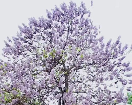 桐花节的来历和寓意是什么？桐花节庆祝什么？