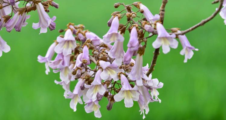 桐花节的来历和寓意是什么？桐花节庆祝什么？