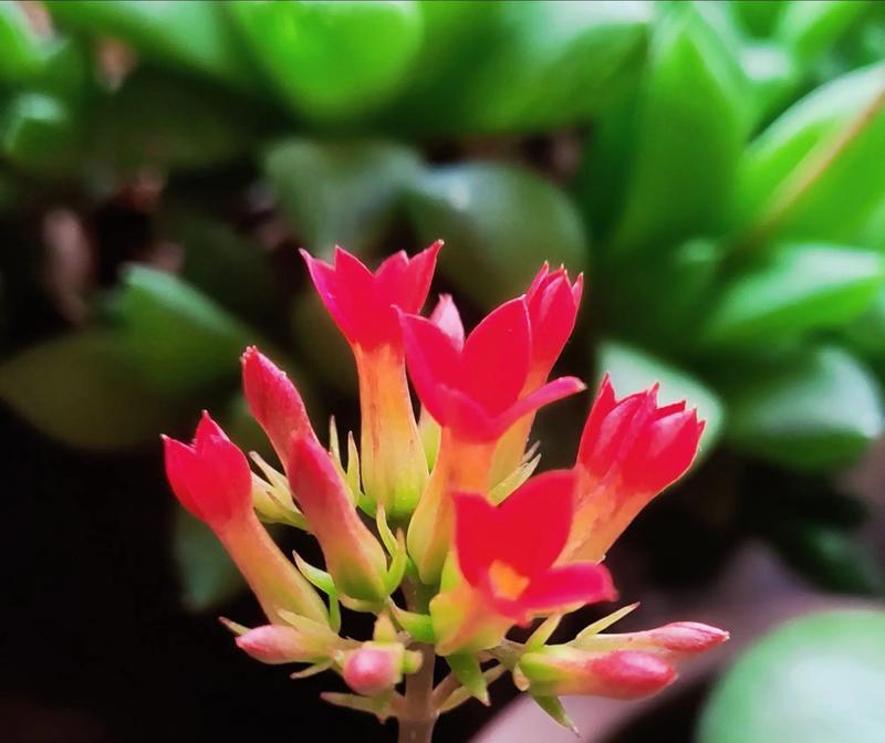 哪种花象征家庭幸福？花语中有哪些吉祥的含义？