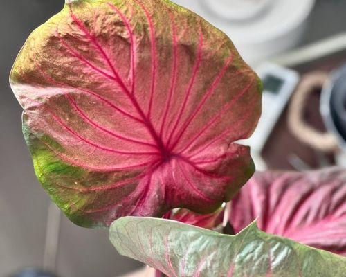 粉色花盆栽象征什么寓意？