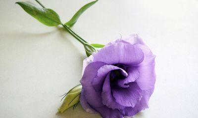 紫色花的设计理念是什么？紫色花的寓意有哪些？