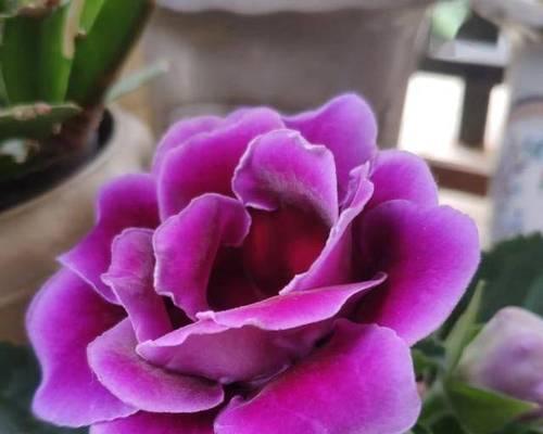 紫色花的设计理念是什么？紫色花的寓意有哪些？