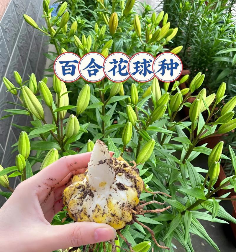 手捧假百合花有何特殊含义？