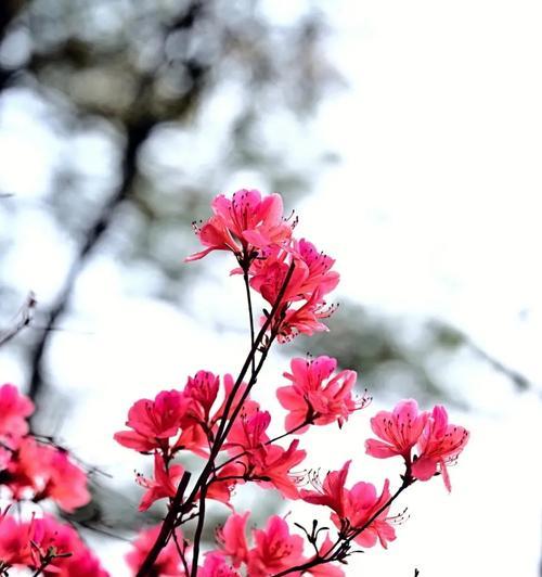 杜鹃花的文化象征是什么？杜鹃花在不同文化中代表了什么？