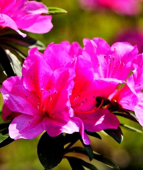 杜鹃花的文化象征是什么？杜鹃花在不同文化中代表了什么？