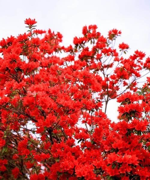 杜鹃花的文化象征是什么？杜鹃花在不同文化中代表了什么？