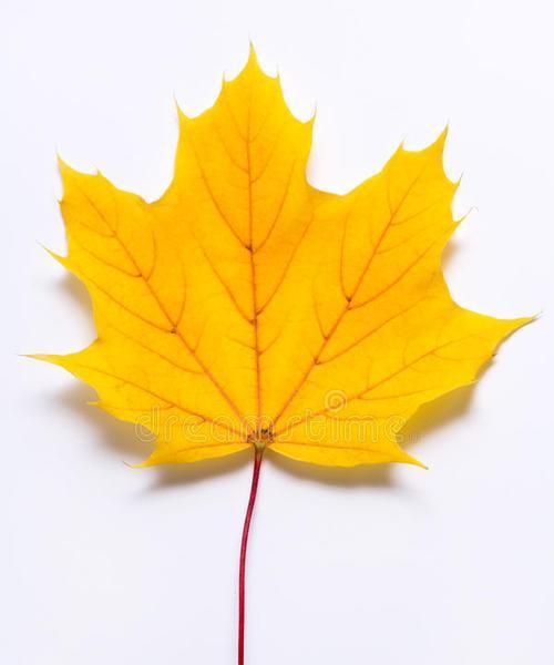 橙色老虎花代表了什么含义？