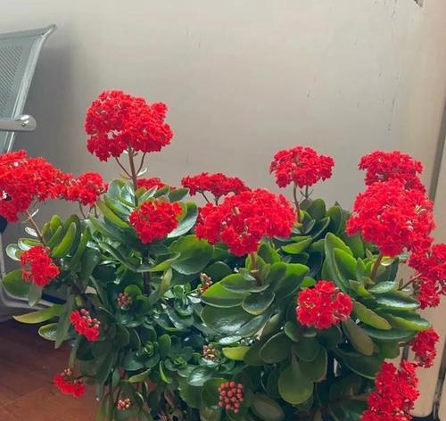 哪种花寓意宝宝健康快乐？