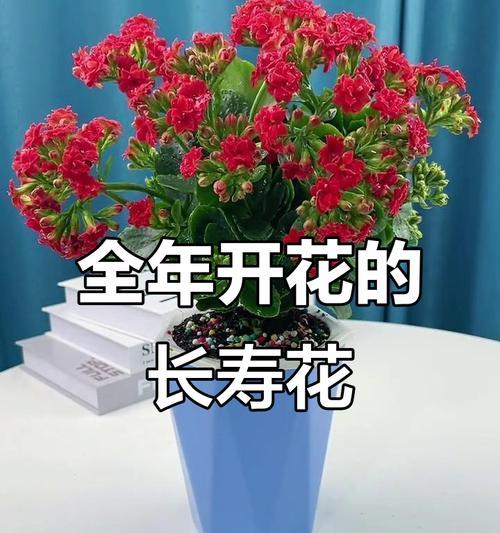 哪种花寓意宝宝健康快乐？