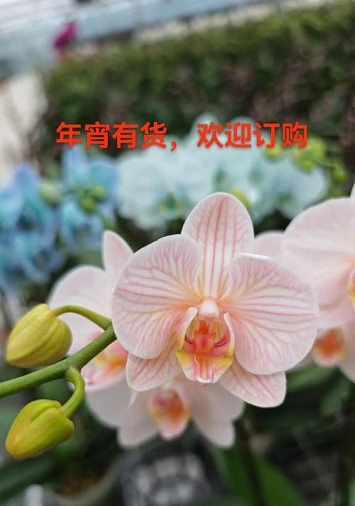 如何通过花语表达浪漫的爱意？