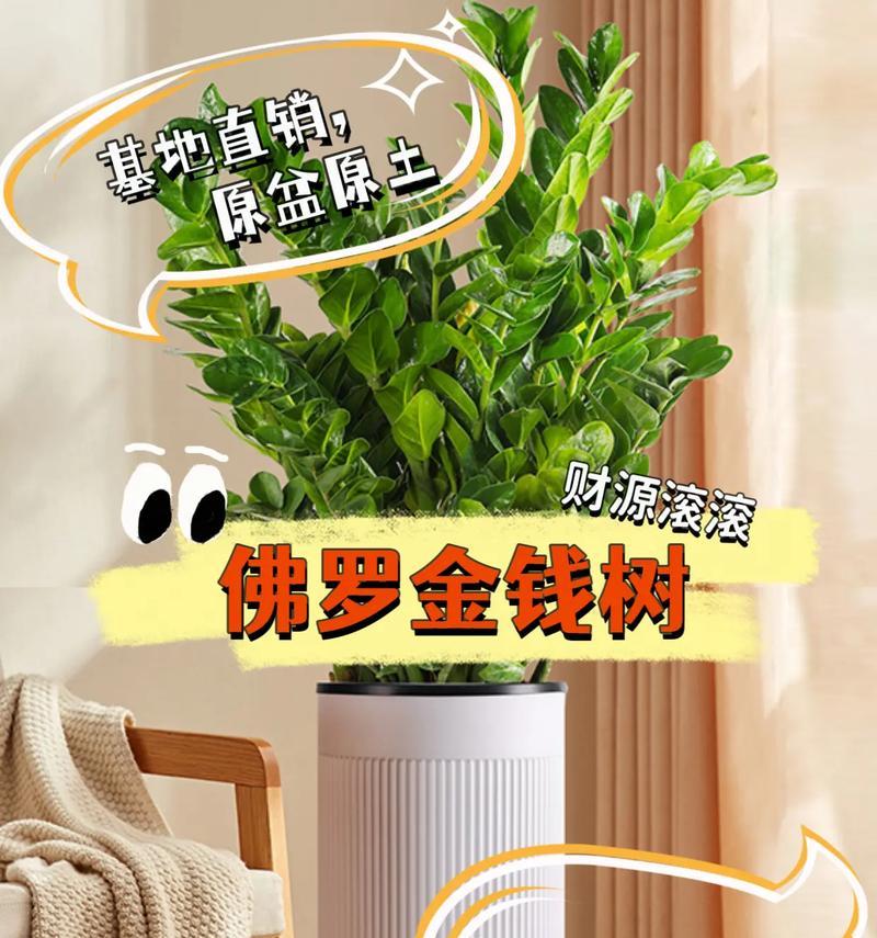 什么花代表节节高升？节节高升花语是什么？