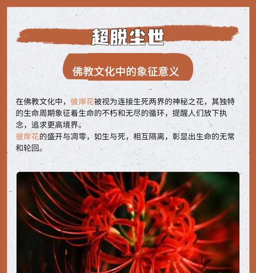 彼岸花在爱情中象征什么？彼岸花的花语有哪些？