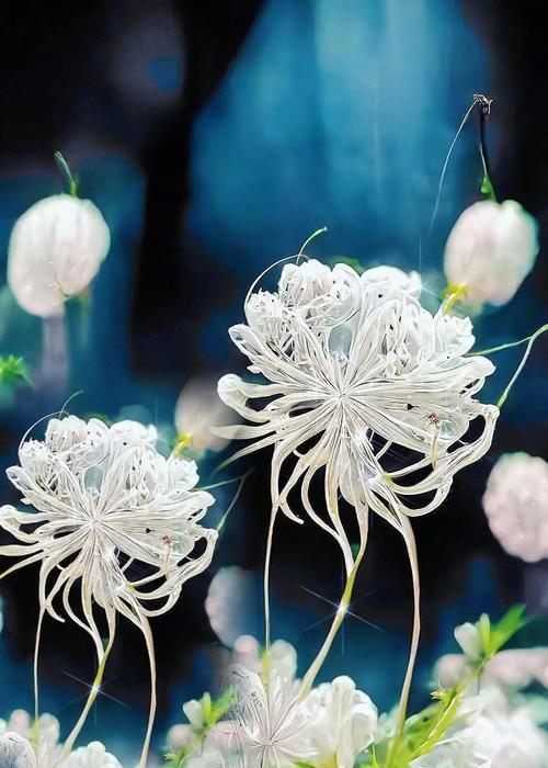 彼岸花在爱情中象征什么？彼岸花的花语有哪些？