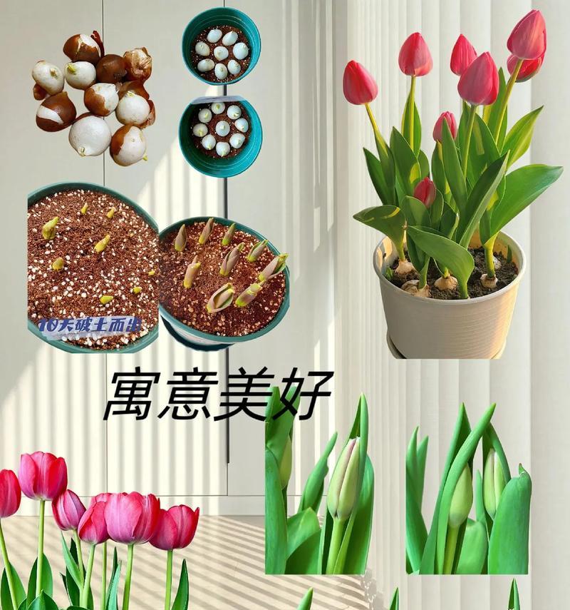 哪种花代表幸福？它的花语有何寓意？