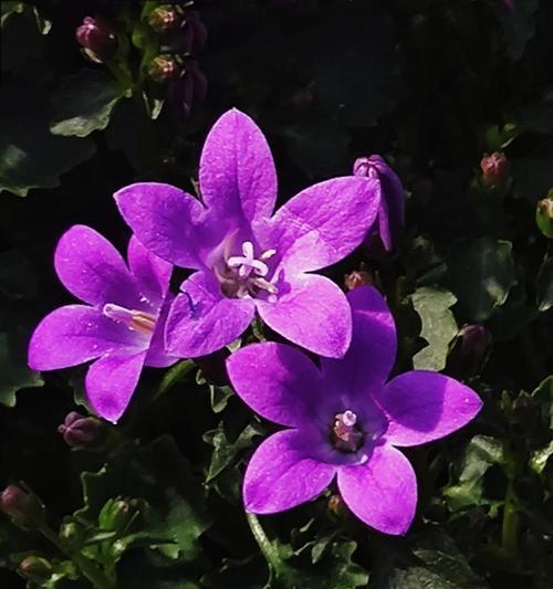 紫色花与白色搭配代表什么？这种花色组合的特殊含义是什么？