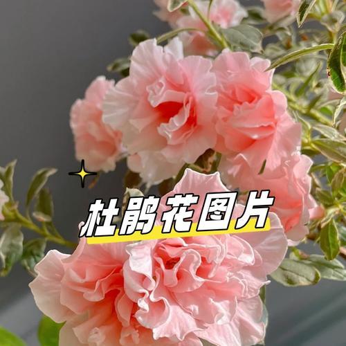 无助爱情的象征是什么花？这种花的花语有何含义？