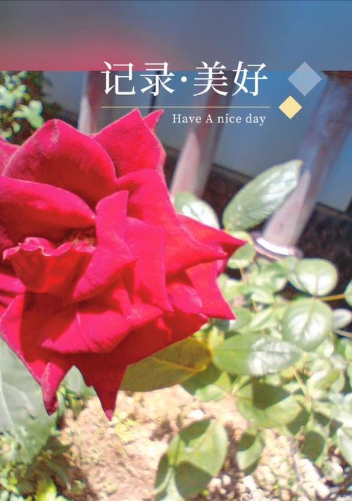 红色花卉中哪一种最能代表热情？
