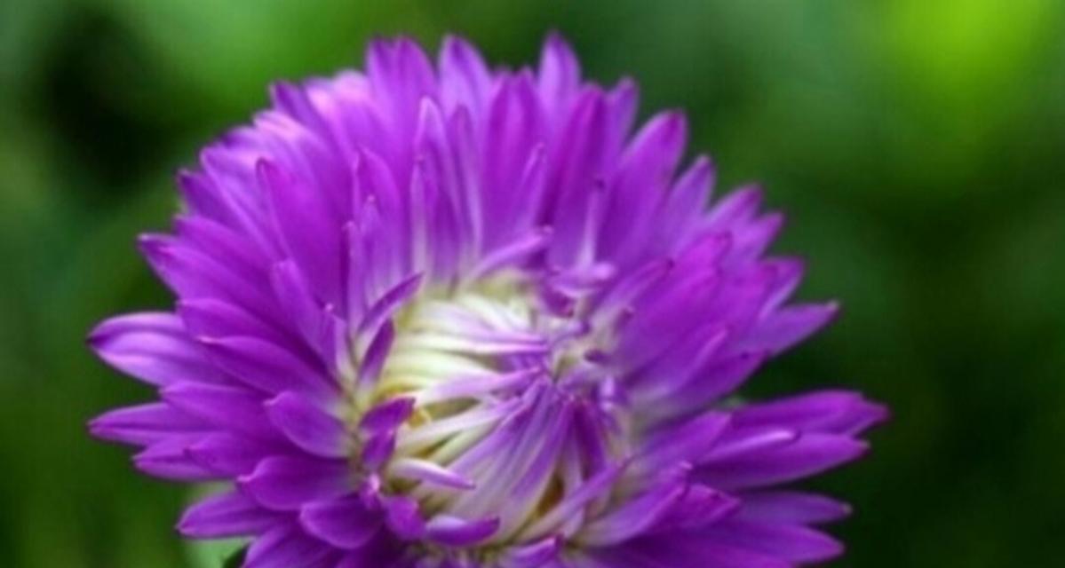 紫色花有哪些寓意美好幸福的？它们的花语是什么？