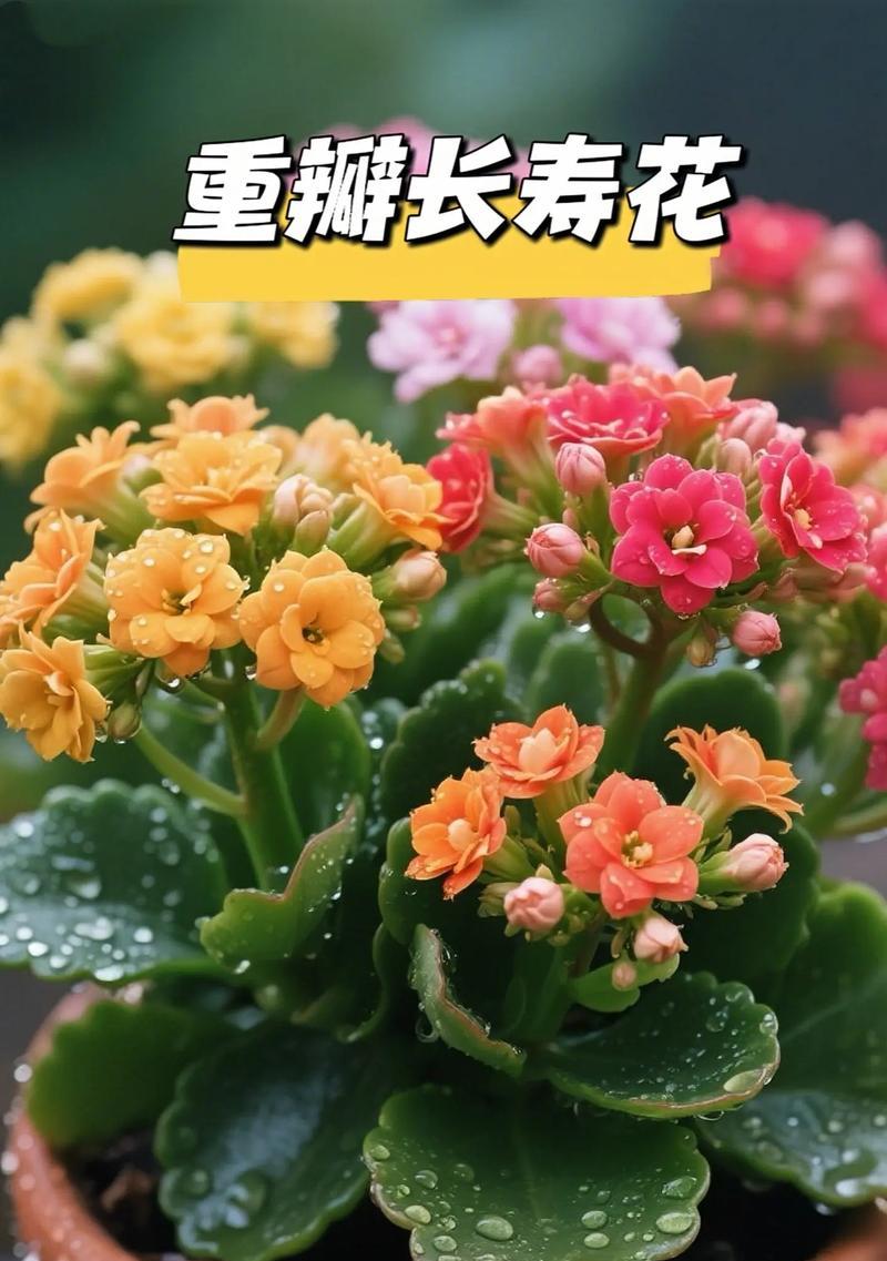 绿植长寿花的寓意和象征是什么？它在文化中代表什么？