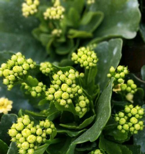 绿植长寿花的寓意和象征是什么？它在文化中代表什么？