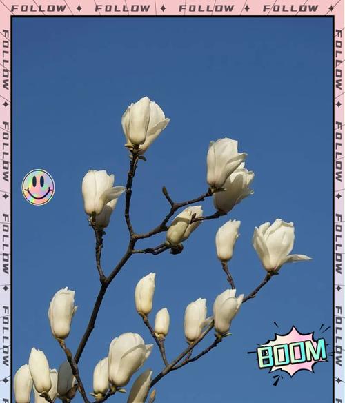 哪种花象征着传承文化传统？