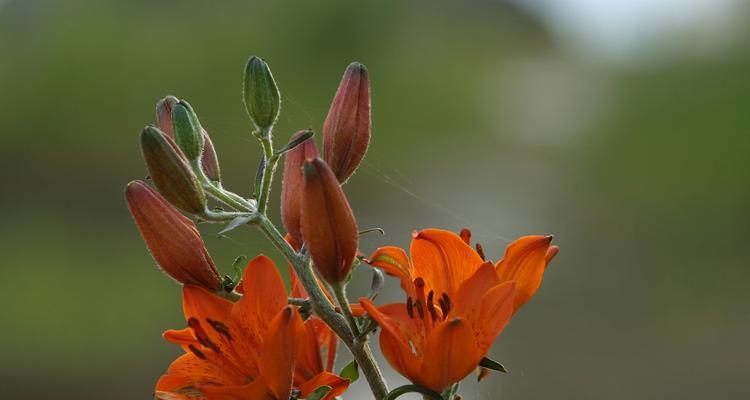 哪种花象征着传承文化传统？