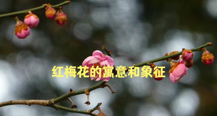 哪种花象征着传承文化传统？