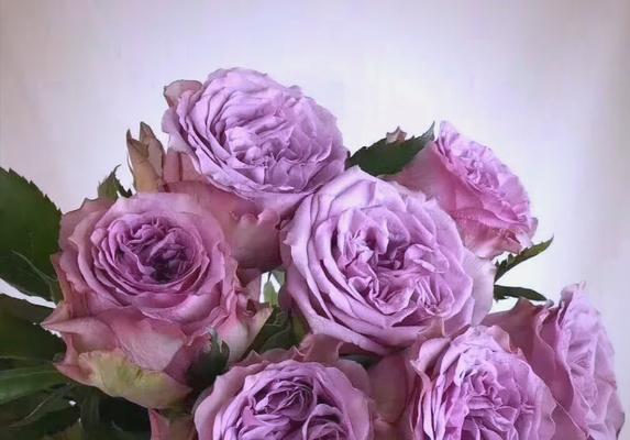 海中紫色玫瑰花有何寓意？