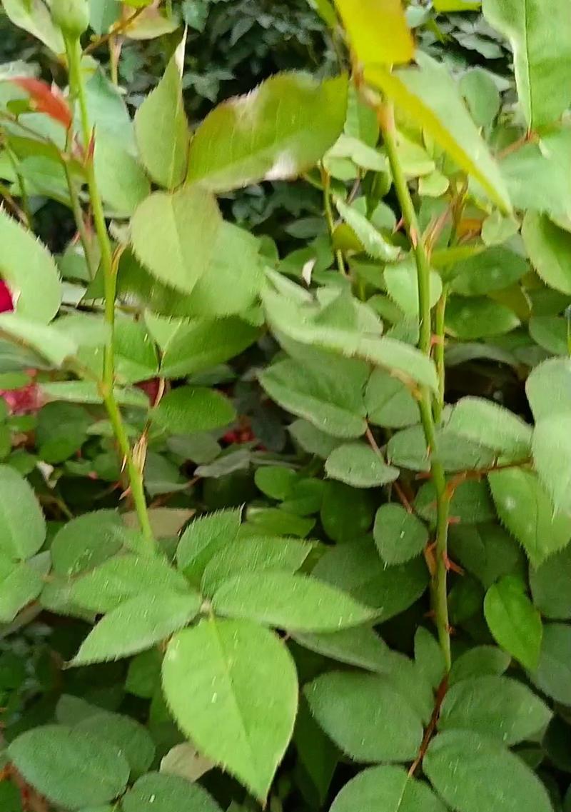 绿色花的寓意：绿色的花代表什么寓意和象征？