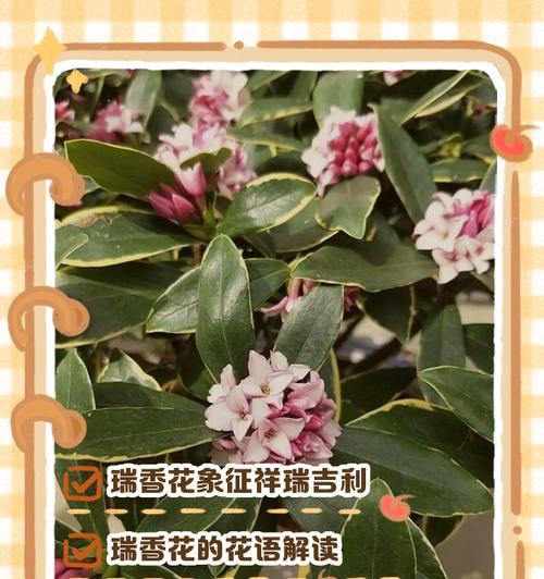 绿色花的寓意：绿色的花代表什么寓意和象征？