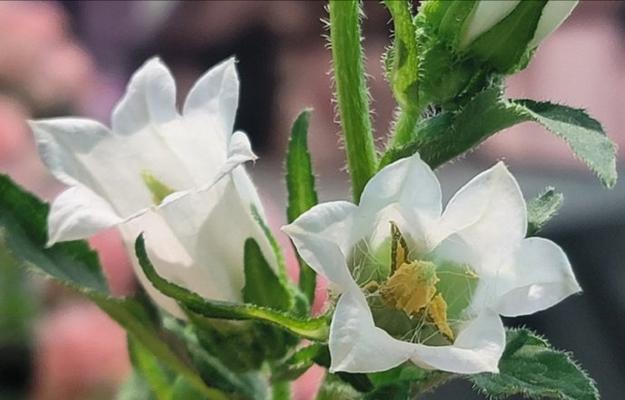 白色花朵有哪些名称及其寓意是什么？