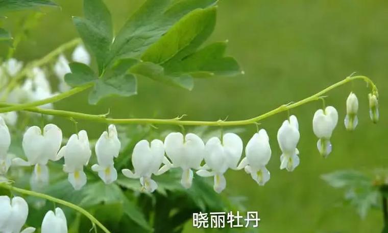 白色花朵有哪些名称及其寓意是什么？