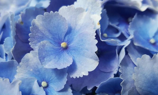 白色花喷蓝色代表什么？花喷的象征意义是什么？