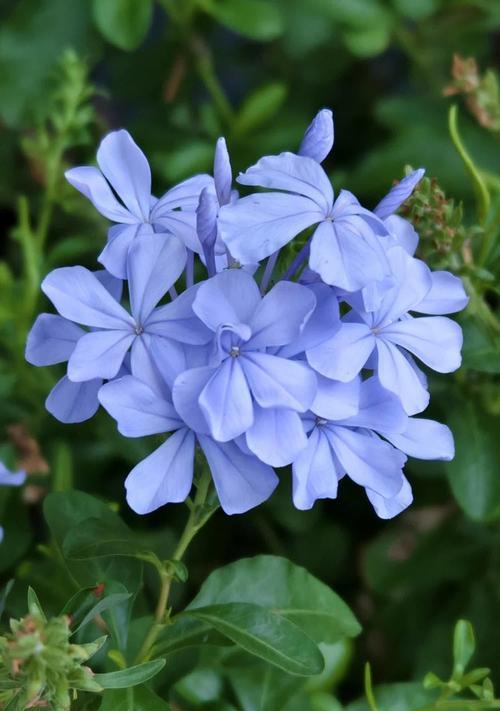 白色花喷蓝色代表什么？花喷的象征意义是什么？