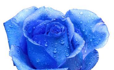 白色花喷蓝色代表什么？花喷的象征意义是什么？