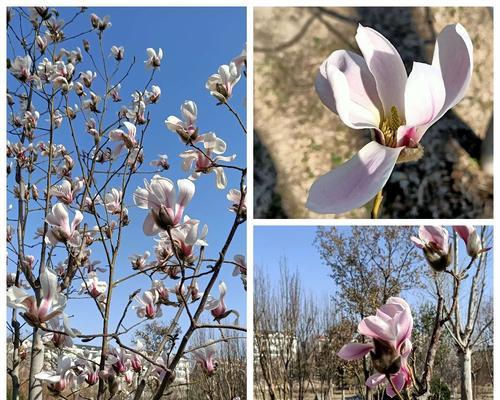 蓝色比岸花寓意何在？蓝色比岸花的象征意义是什么？